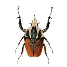 Mecynorrhina oberthuri decorata (Мециноррхина абертури)