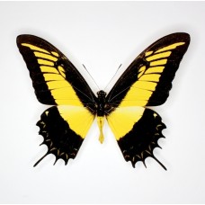 Papilio androgeus (Папилио андрогеус)