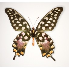 Papilio antenor (Папилио антенор)