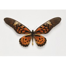 Papilio antimachus (Папилио антимах)