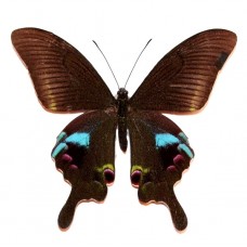 Papilio arcturus (Папилио арктурус)