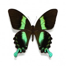 Papilio blumei (Папилио блюмей)