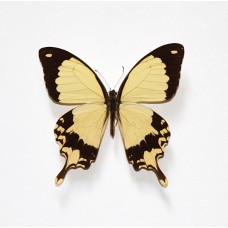 Papilio dardanus (Папилио дарданус)