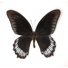 Papilio deiphobos (Папилио деипхобус)