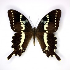 Papilio delalandei (Папилио делаландей)