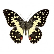 Papilio demodocus (Папилио демодокус)