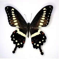 Papilio lormieri (Папилио лормиери)