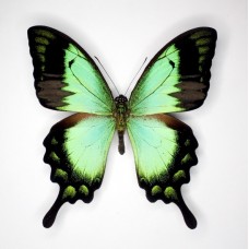 Papilio lorquinianus (Папилио лоргинианус)