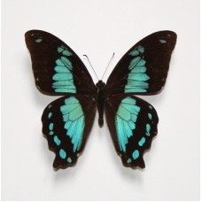Papilio nireus (Папилио ниреус)