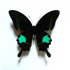 Papilio parris (Папилио паррис)