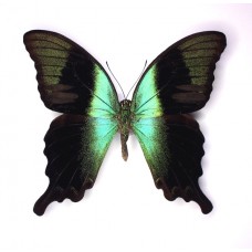 Papilio peranthus (Папилио перантус)