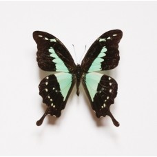 Papilio phorcas (Папилио пхоркас)