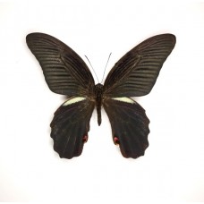 Papilio protenor euprotenor (Папилио протенор)