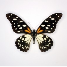 Papilio rex (Папилио рекс)