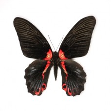 Papilio rumanzovia female (Папилио романзовия самка)