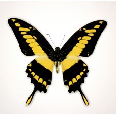 Papilio thoas (Папилио тхоас)