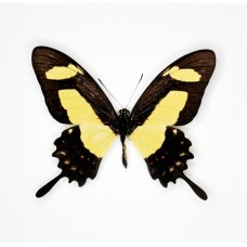 Papilio torquatus (Папилио торгуатус)
