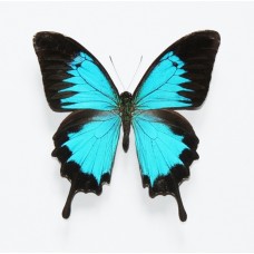Papilio ulysses (Папилио уллис)