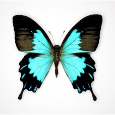 Papilio ulysses telegonus (Папилио уллис легонус)
