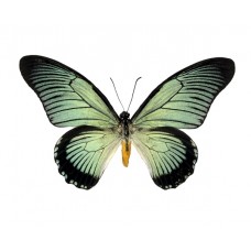 Papilio zalmoxes (Папилио зальмоксис)