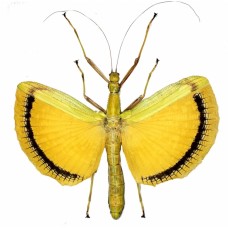 Tagesoidea nigrofasciata (Тагесоидея нигрофасциата)