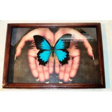 Картины "Бабочки на ладонях рук"