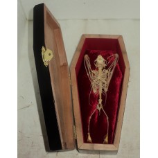 Сувенир скелет Дракулы в гробу