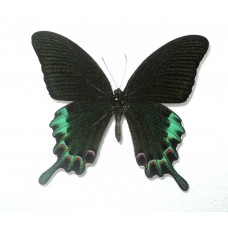 Papilio chikae (Папилио чика)