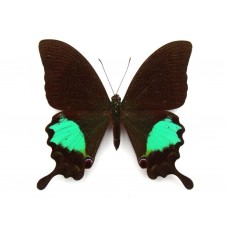 Papilio paris gedeensis (Папилио парис гедеенсис самец)
