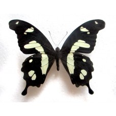 Papilio hesperus Africa (Папилио хесперус)