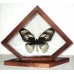 Бабочка в рамке на подставке