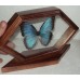 Бабочка в рамке на подставке